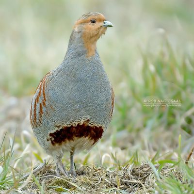 Patrijs - Grey partridge - Perdix perdix