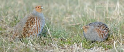 Patrijs - Grey partridge - Perdix perdix