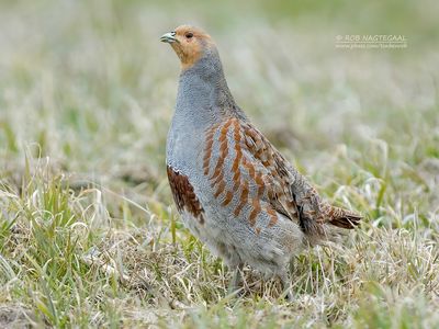 Patrijs - Grey partridge - Perdix perdix