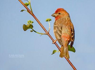 Roodmus - Scarlet rosefinch - Carpodacus erythrinus
