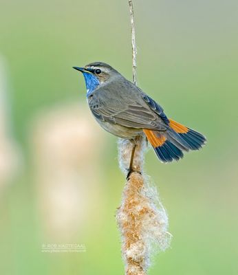 Blauwborst - Bluethroat - Luscinia svecica