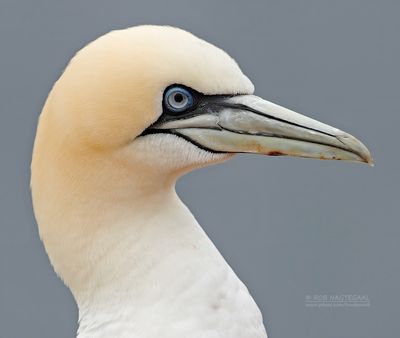 Jan van gent - Northern Gannet - Morus bassana
