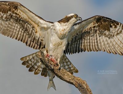 Visarend - Osprey - Pandion haliaetus
