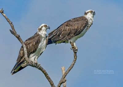 Visarend - Osprey - Pandion haliaetus