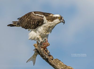 Visarend - Osprey - Pandion haliaetus