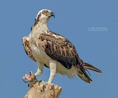 Visarend - Osprey - Pandion haliaetus