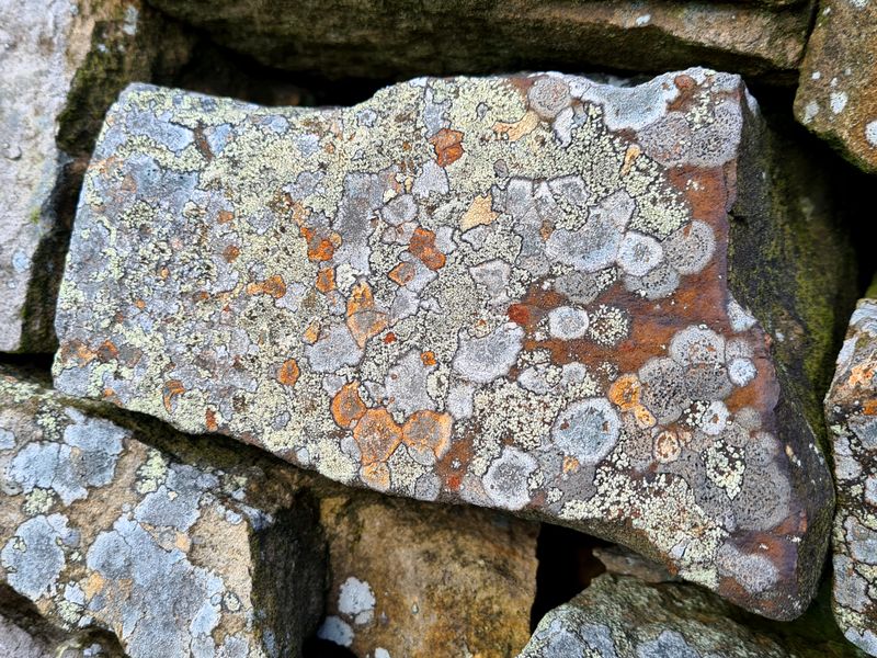 lichens
