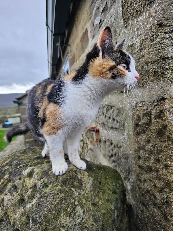 cats