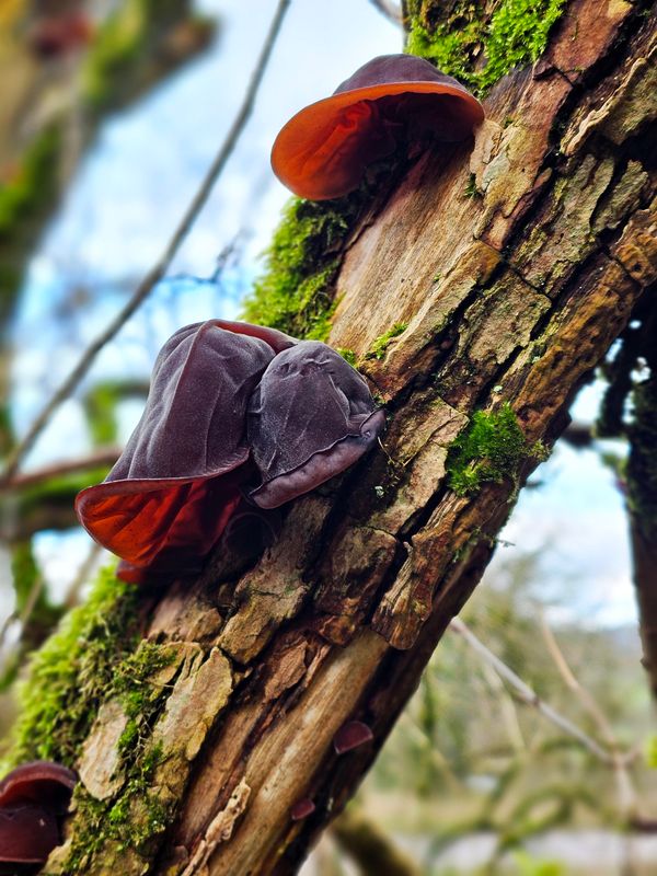 fungi