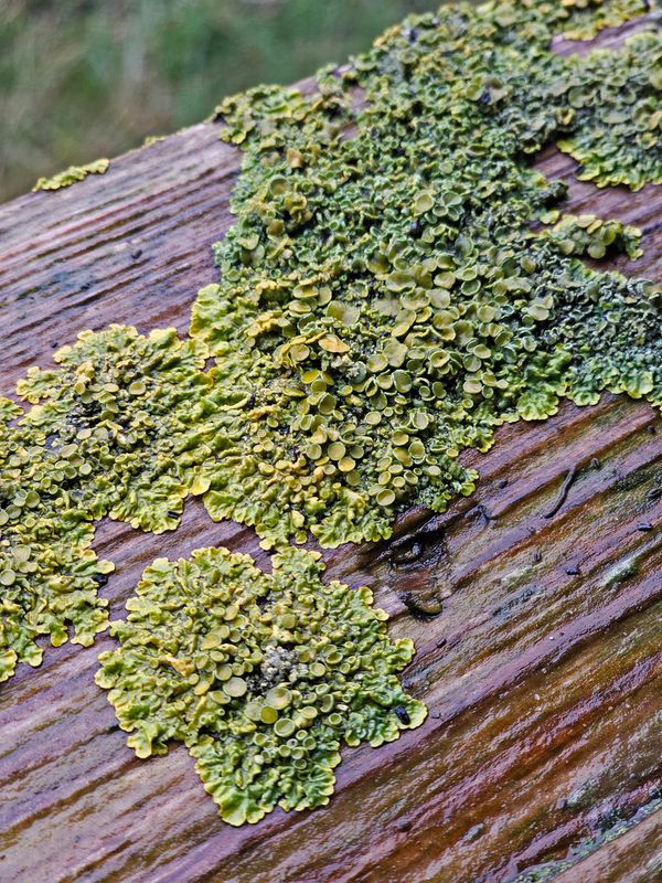 lichens