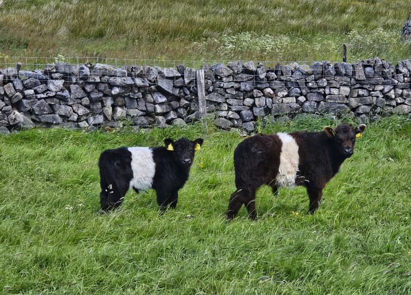 bovine