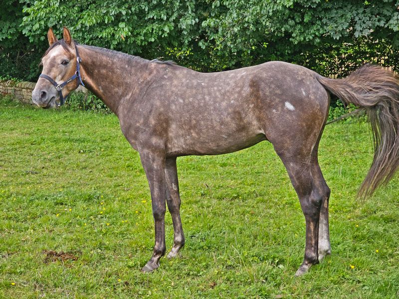 horses__donkeys
