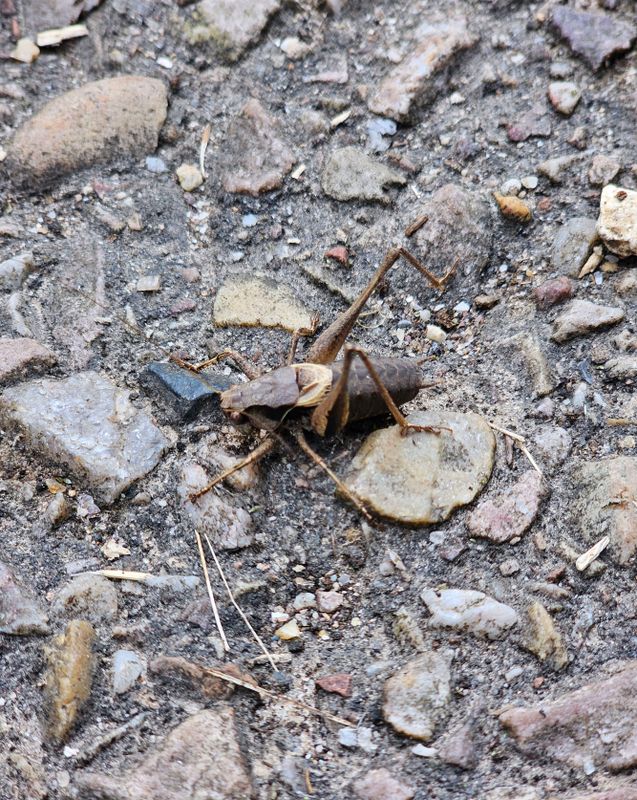 insects_reptiles_snails_etc