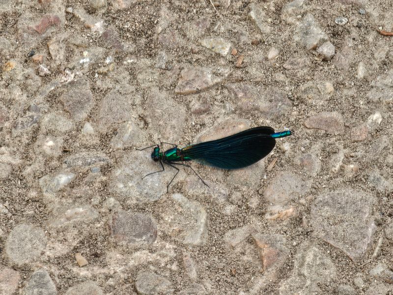 insects_reptiles_snails_etc