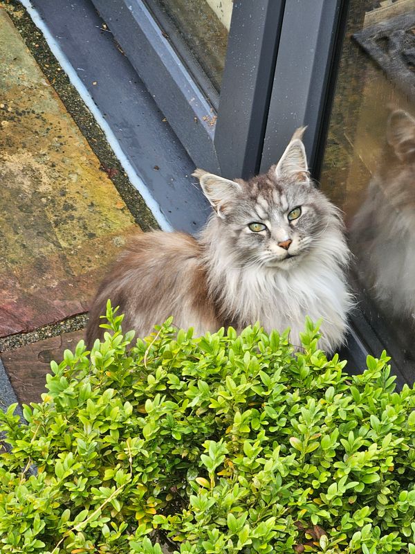 cats