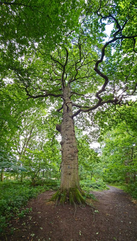 trees