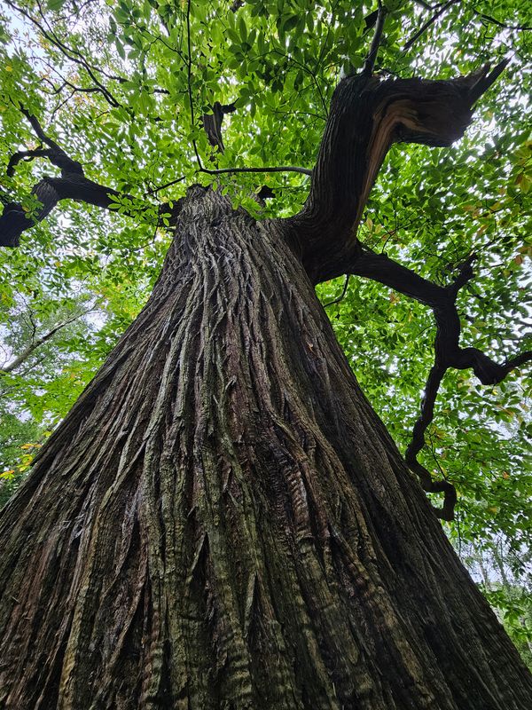 trees