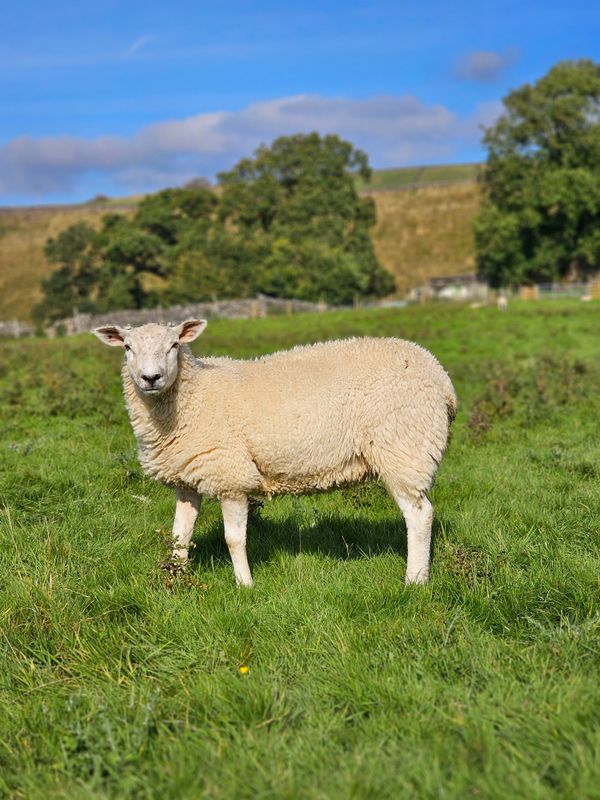 sheep