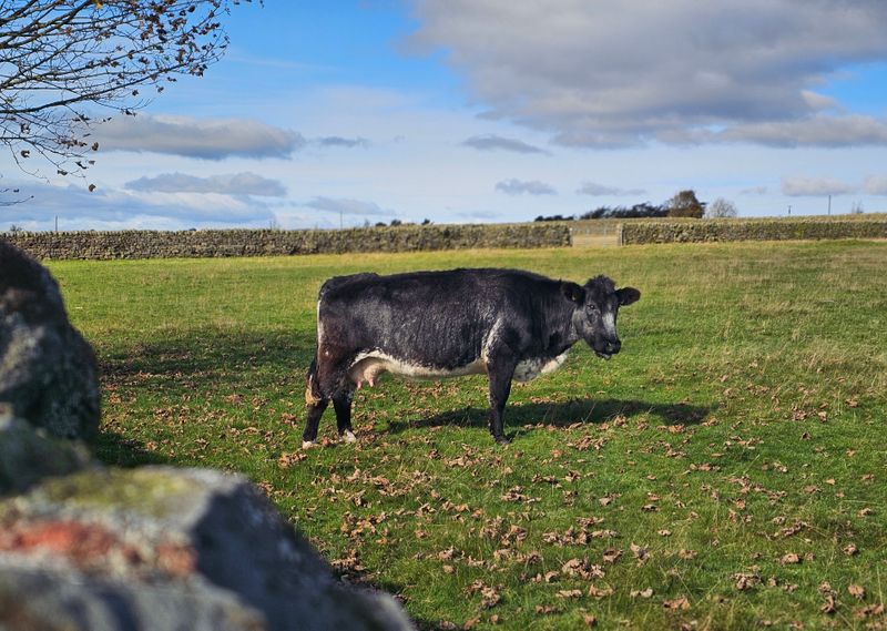bovine
