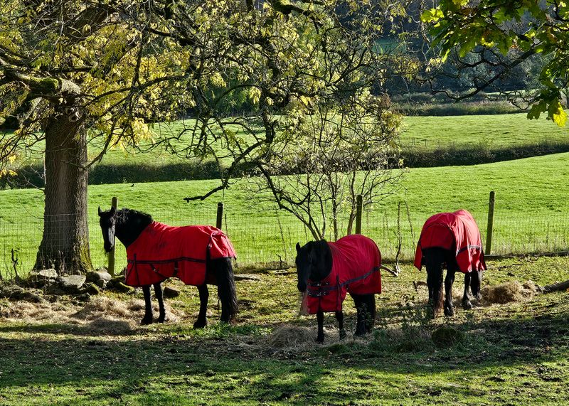 horses__donkeys