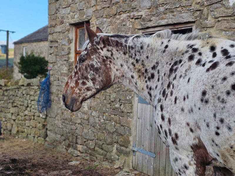 horses__donkeys