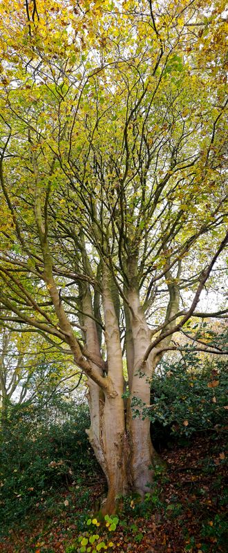 trees