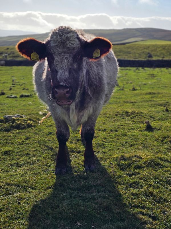 bovine