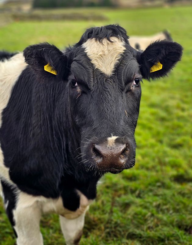 bovine
