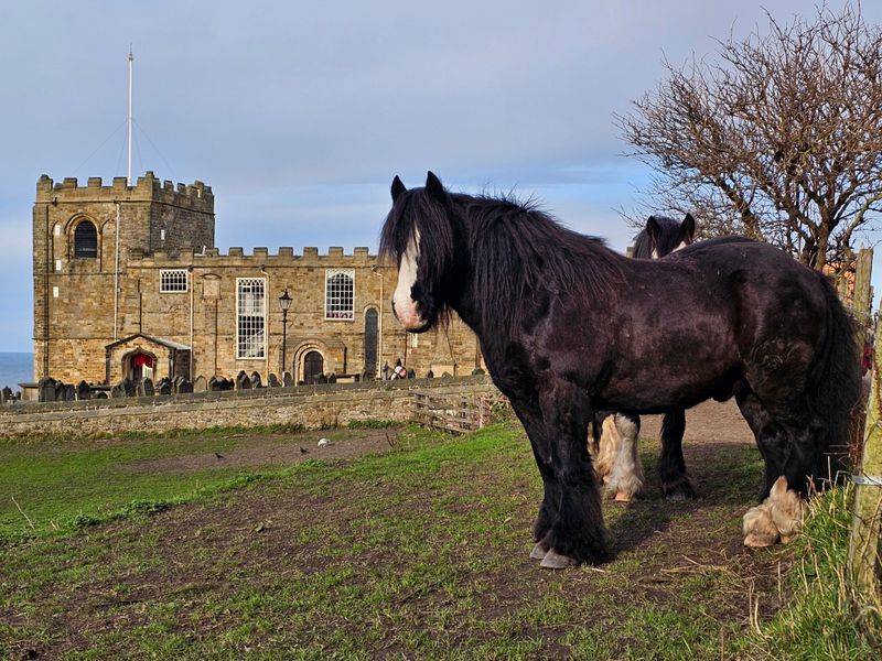 horses__donkeys