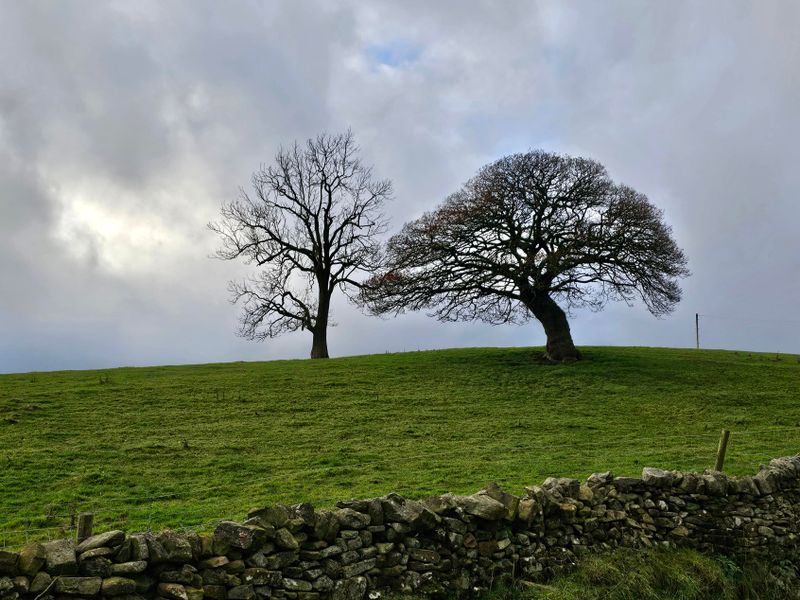 trees