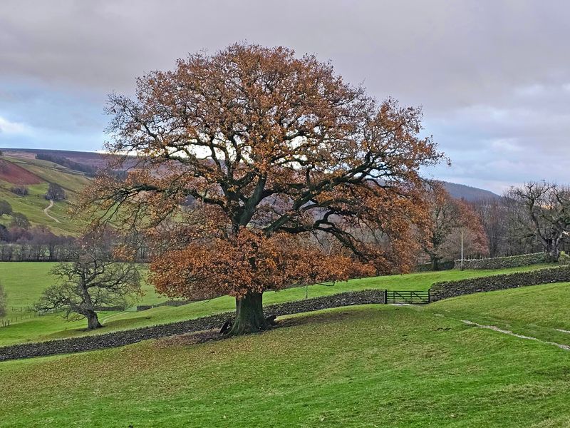 trees