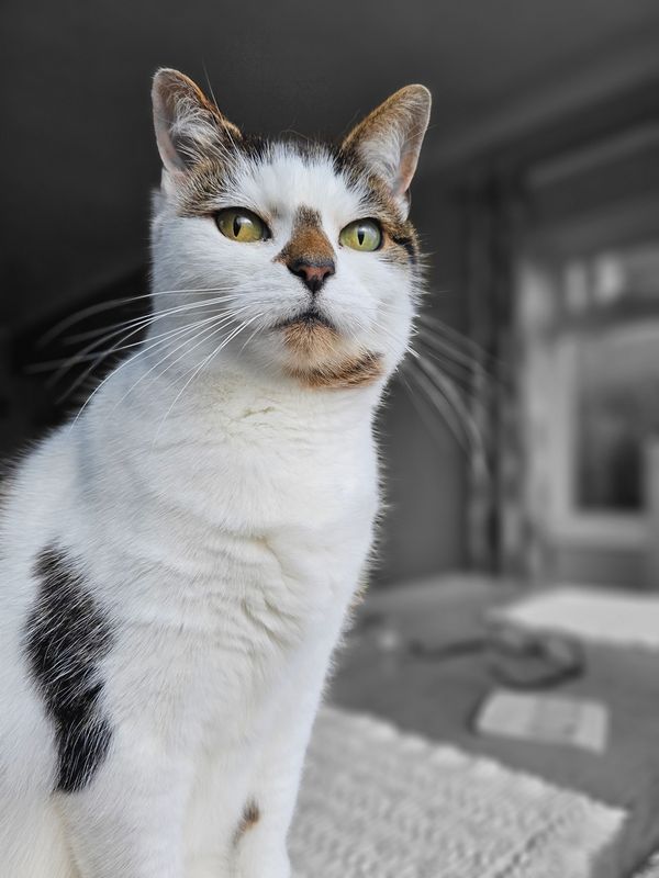 daisy