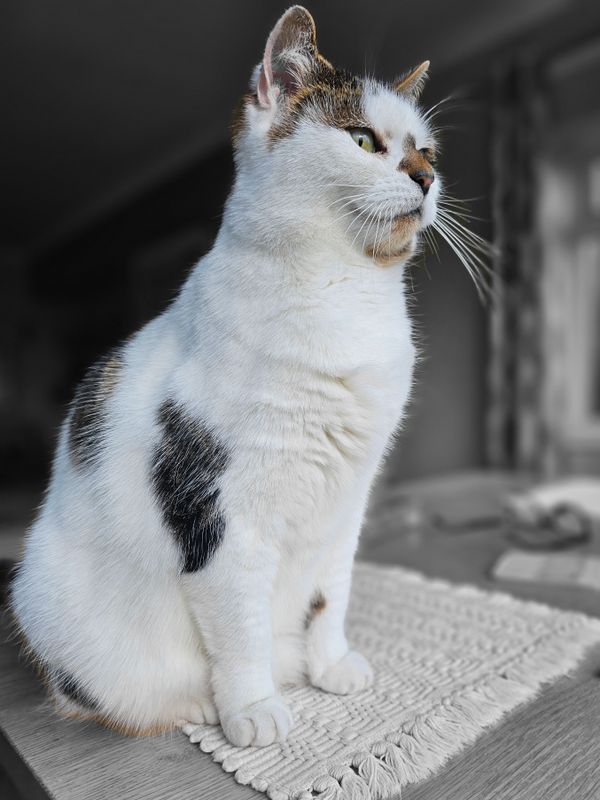 daisy