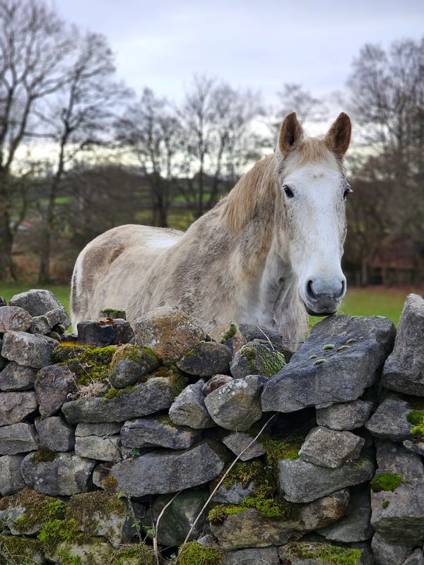 horses__donkeys