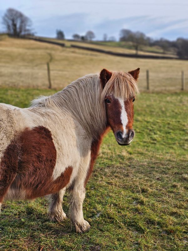 horses__donkeys