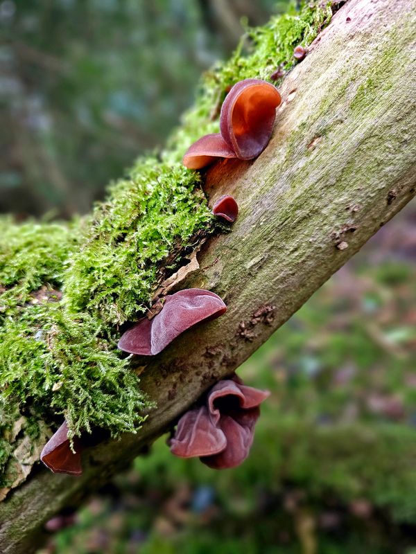 fungi