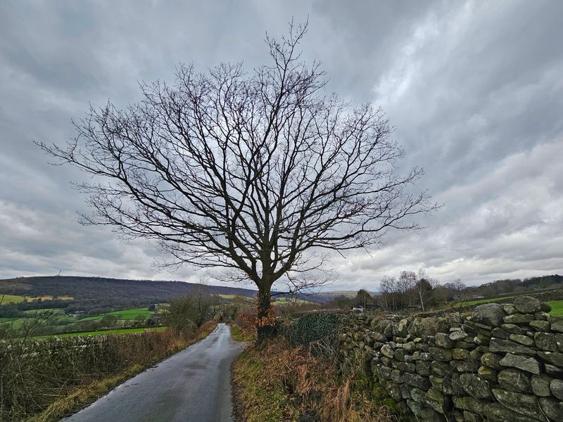 trees