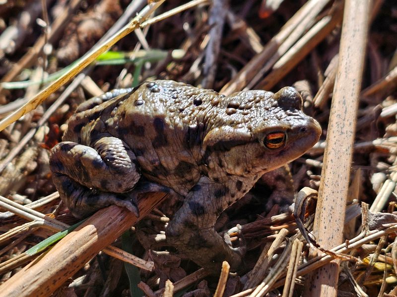 insects_reptiles_snails_etc