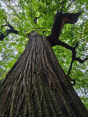 trees