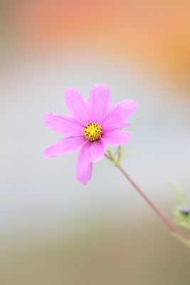 Cosmos Allargando