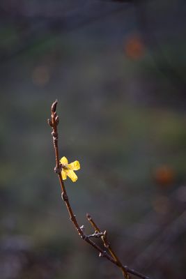 g13/35/664835/3/175154189.5b87aa3c.JPEG