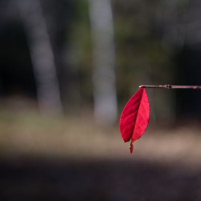 The Gallery of Last Leaves