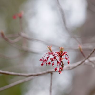 Nascent Leaves