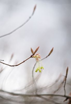 Nascent Leaves