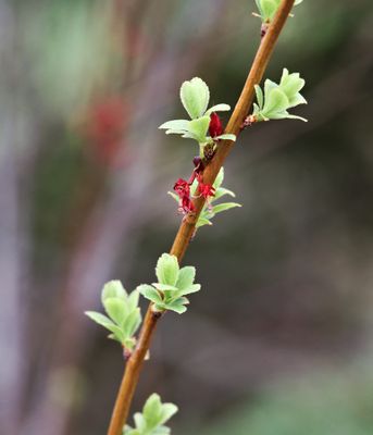 Nascent Leaves