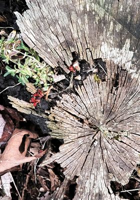 Leaves, Grasses, Ferns, and other Natural Odds & Ends