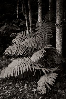 Leaves, Grasses, Ferns, and other Natural Odds & Ends