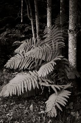 Leaves, Grasses, Ferns, and other Natural Odds & Ends