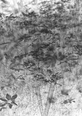 Floral Impressions