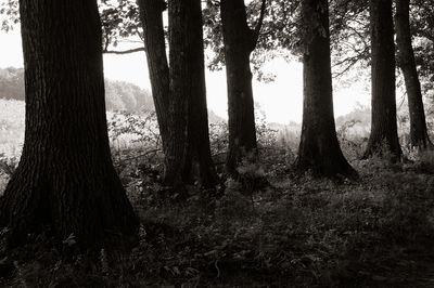 Fog